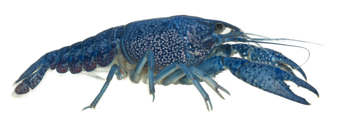 Blue crayfish, Procambarus alleni