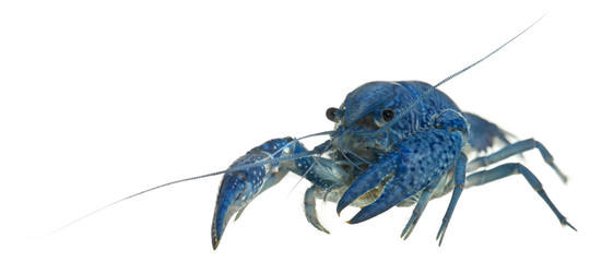 Blue crayfish, Procambarus alleni