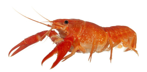 Blue crayfish, Procambarus alleni