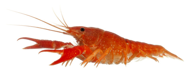 Blue crayfish, Procambarus alleni