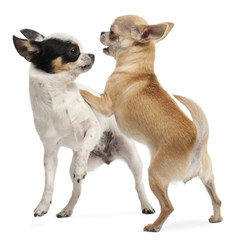 Two Chihuahuas playing in front of white background