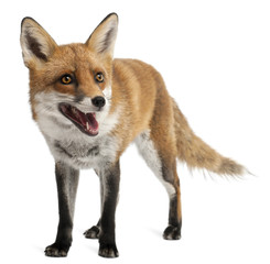 Red Fox, Vulpes vulpes, 4 years old, in front of white