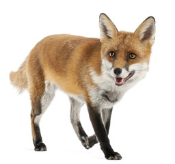 Red Fox, Vulpes vulpes, 4 years old, in front of white
