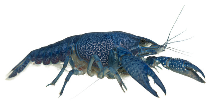 Blue crayfish, Procambarus alleni