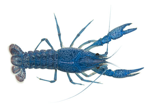 Blue crayfish, Procambarus alleni