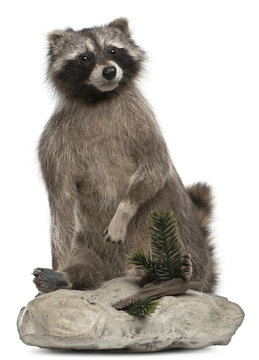 Stuffed North American raccoon also known as the common raccoon