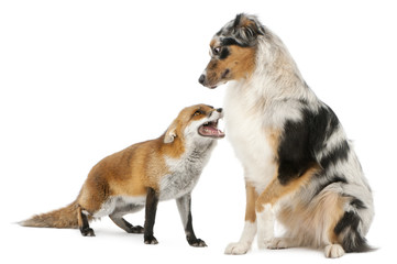 Red Fox, Vulpes vulpes, playing with Australian Shepherd dog