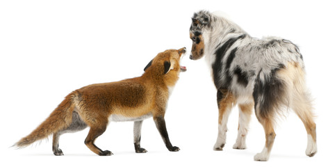 Fototapeta premium Red Fox, Vulpes vulpes, playing with Australian Shepherd dog