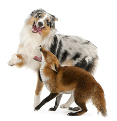 Red Fox, Vulpes vulpes, playing with Australian Shepherd dog