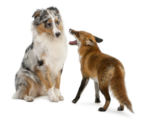 Red Fox, Vulpes vulpes, playing with Australian Shepherd dog