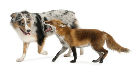 Red Fox, Vulpes vulpes, playing with Australian Shepherd dog