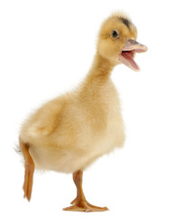 Domestic duckling standing in front of white background