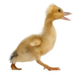 Domestic duckling walking in front of white background