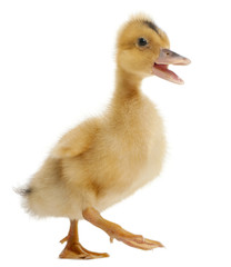 Domestic duckling standing in front of white background