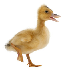 Domestic duckling standing in front of white background