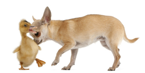 Obraz premium Chihuahua playing with a domestic duckling