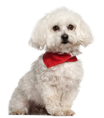 Bichon Frise, 7 years old, sitting in front of white background