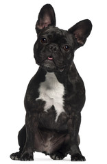 French Bulldog, 2 and a half years old, sitting