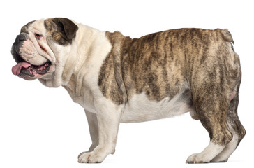 English Bulldog, 4 years old, standing in front of white