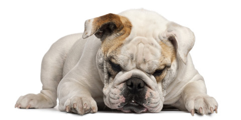 English Bulldog, 8 months old, lying in front of white