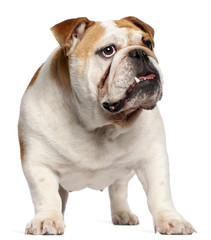 English Bulldog, 11 months old, standing in front of white