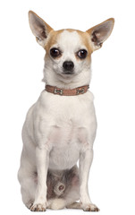 Chihuahua, 2 years old, sitting in front of white background