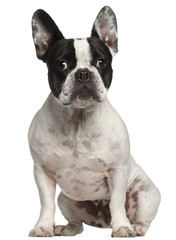 French Bulldog, 3 years old, sitting in front of white