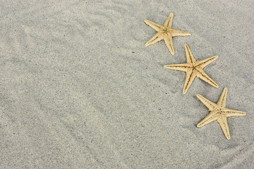 starfish in the beach sand
