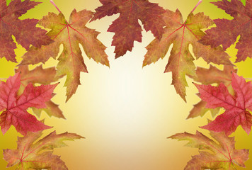 Naklejka na ściany i meble Autumnal maple leaves in blurred background