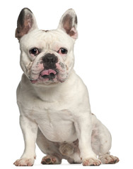 Obraz premium French Bulldog, 3 years old, sitting in front of white