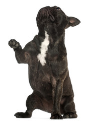 French Bulldog, 17 years old, standing in front of white