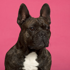 Close-up of French Bulldog, 5 years old, in front of pink