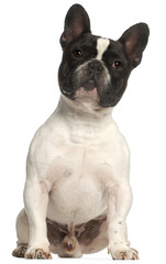Fototapeta premium French Bulldog, 2 years old, sitting in front of white