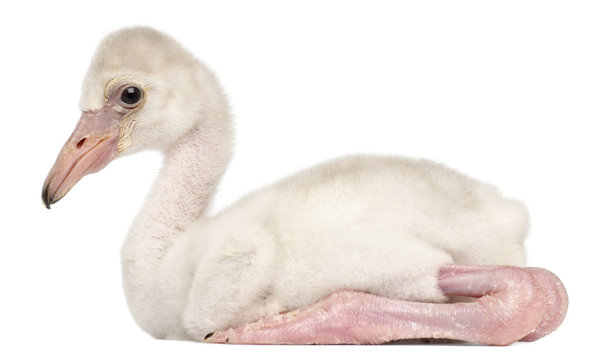 Fototapeta Greater Flamingo, Phoenicopterus roseus, 14 days old