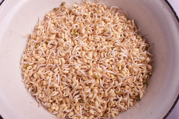 Sprouts in a container