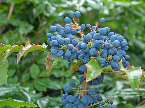 Mahonie - Mahonia