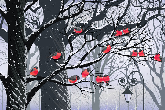 Bullfinches on trees in winter city