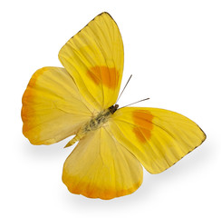 Papillon jaune isolé sur blanc