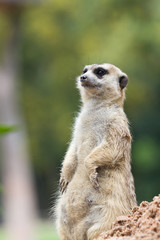 Meerkats