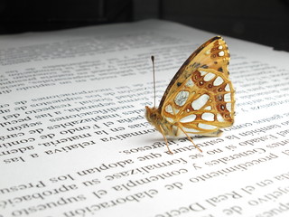 a small orange and silver butterfly on a newspaper