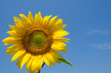 sunflower with sky over it