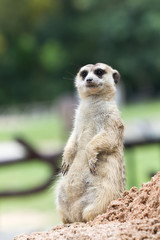 Fototapeta premium Meerkats