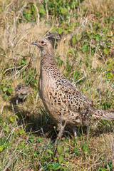 Pheasant female bird with juvenile