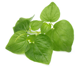 Piper stylosum or peperomia over white background