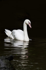 White swan with reflextion on water