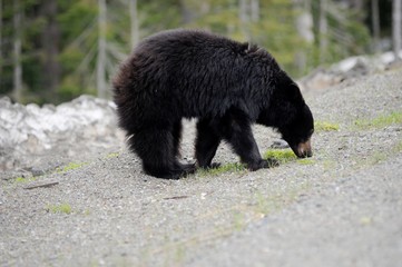 schwarzbär am strassenrand