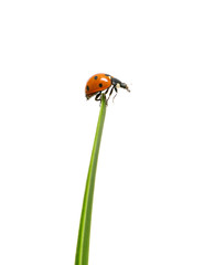ladybug sits at the end of a green leaf