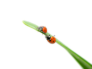 two ladybugs sitting on the edge of the green leaf