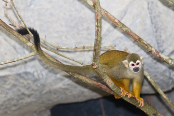 Squirrel monkey in a branch