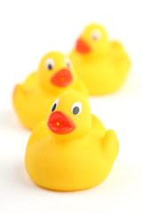 Rubber ducklings